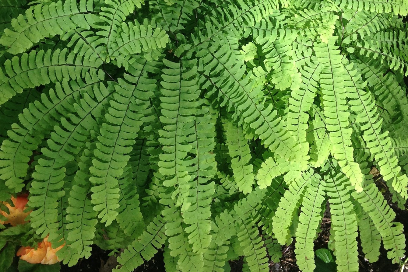Adiantum Aleuticum from pixabay free to use