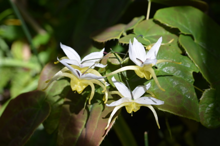Epimedium 'Egret' Cc R & L Hammond