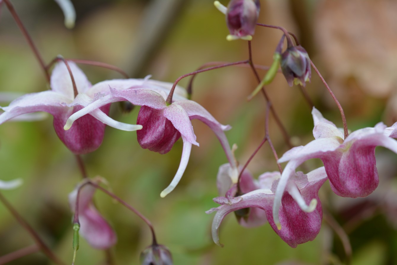 Epimedium 'Marchant's Twin Set'