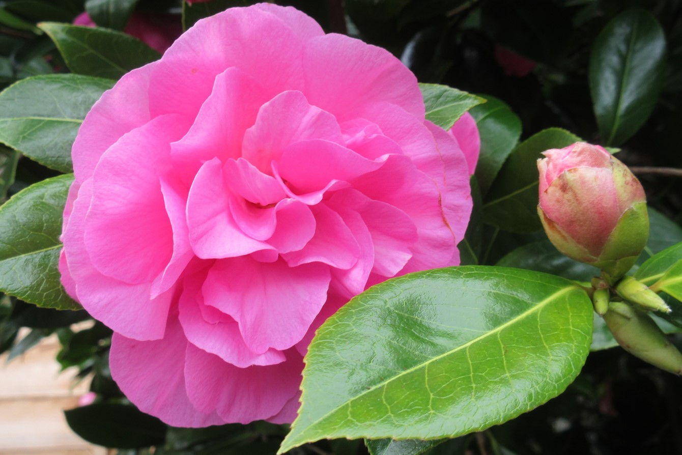 Camellia × Williamsii 'Yesterday'