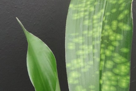 Aspidistra 'Irish Mist'