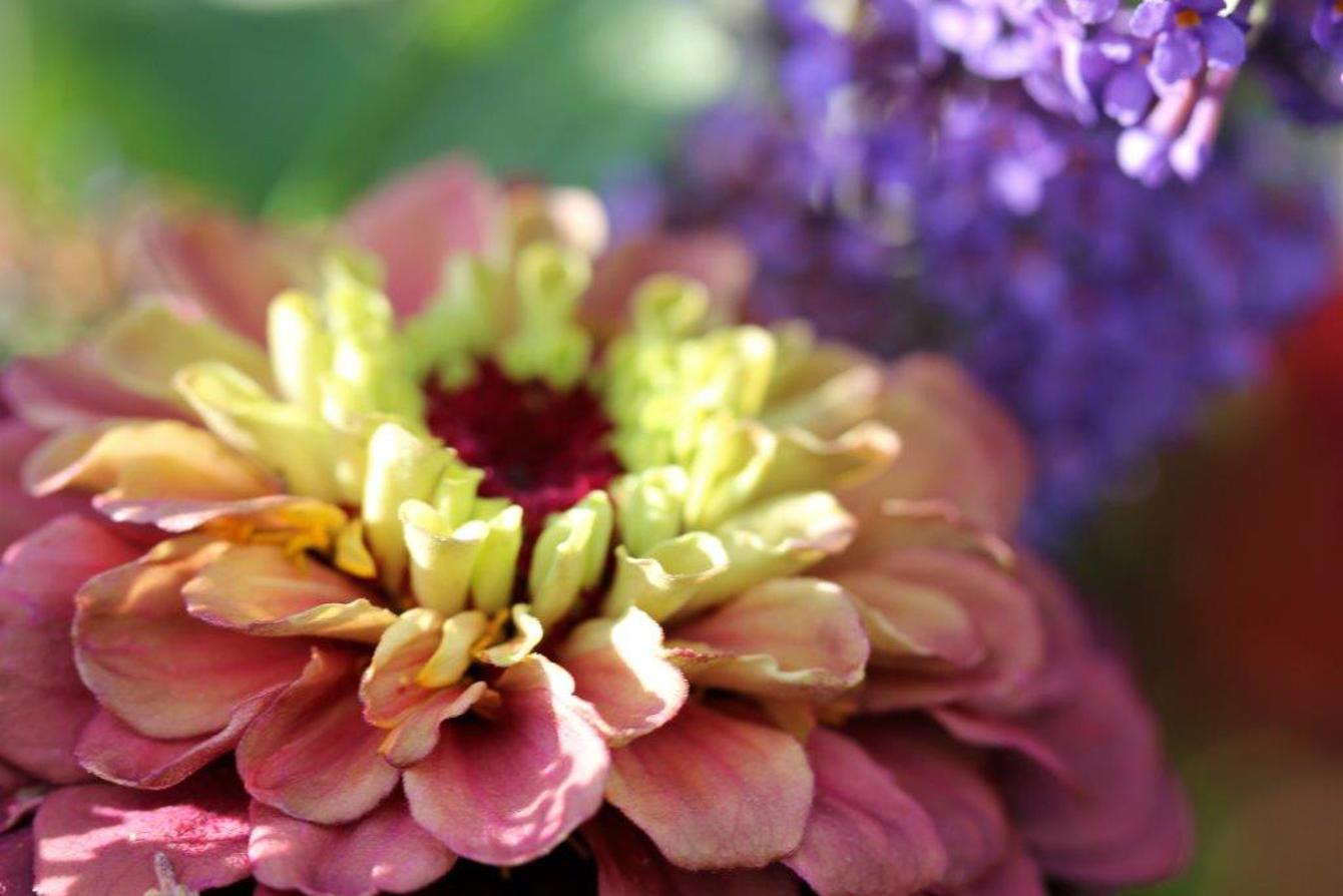 Zinnia