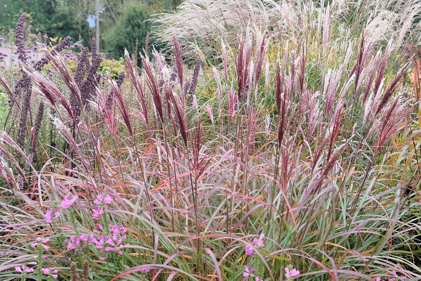 Miscanthus 'Redchief' 