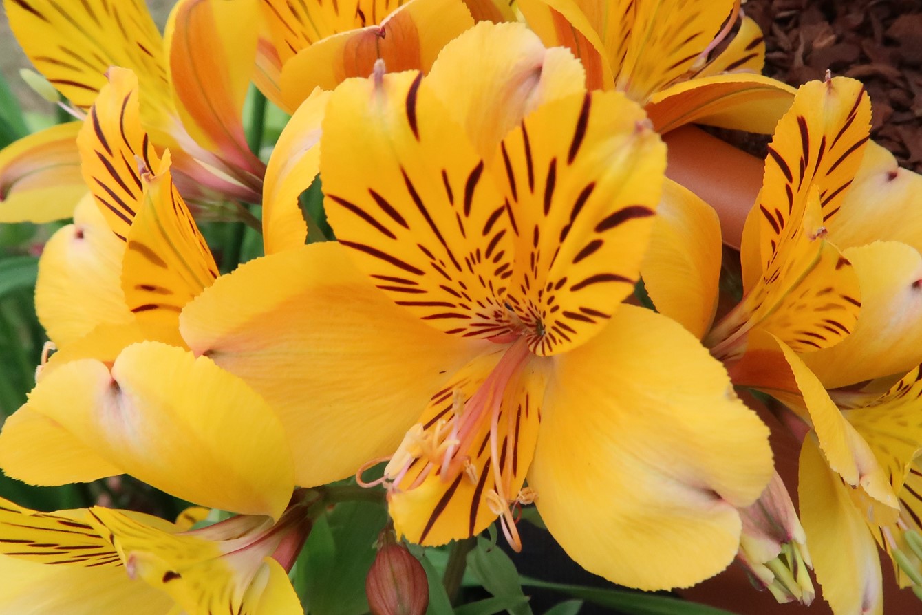 Alstroemeria 'Golden Delight'