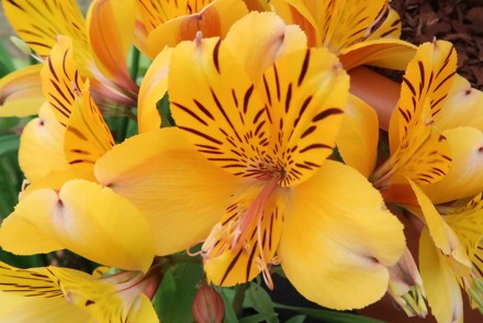 16 New National Collections accredited in spring and summer of 2021