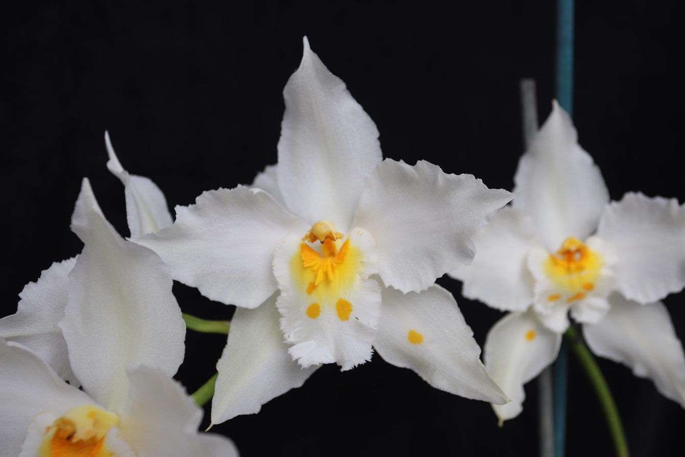 Oncidium Maufant 'Hermitage Gemini’