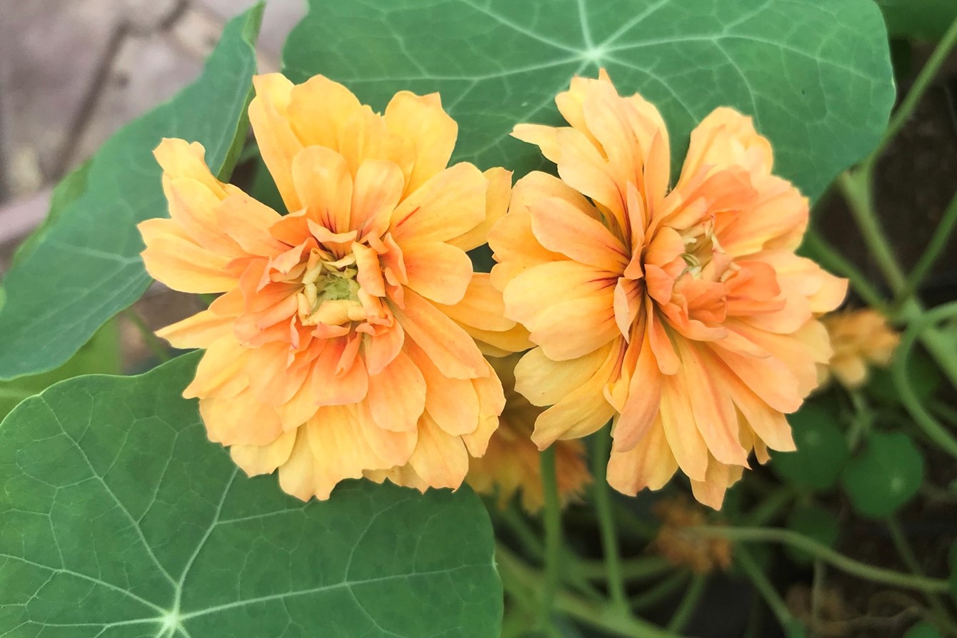 Tropaeolum Majus 'Margaret Long'