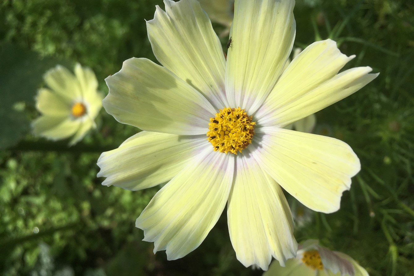 Cosmos 'Xanthos'