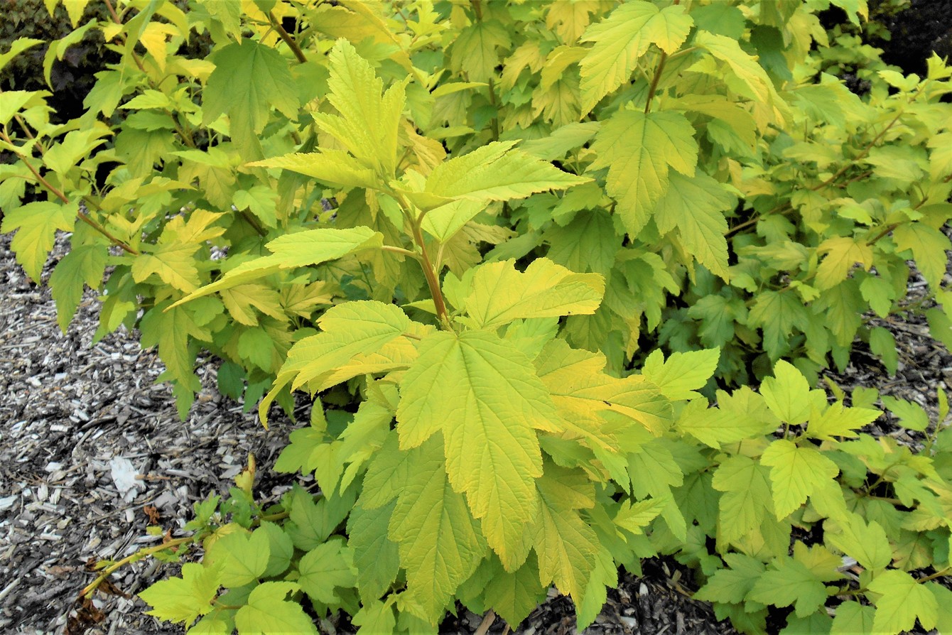 Physocarpus Opulifolius 'Dart's Gold'