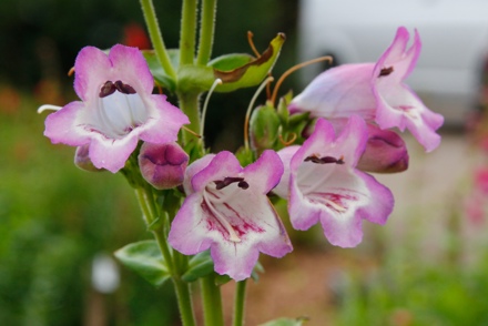 Digital volunteers set to make big impact for Plant Heritage thanks to National Lottery funding