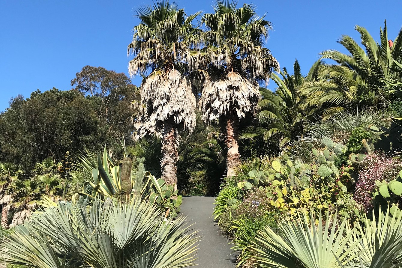 Washingtonia Avenue at Ventnor Botanic Gardens, Isle of Wight