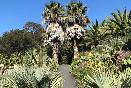 Ventnor Botanic Garden’s palm tree collection - awarded National Plant Collection status 