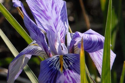 Irish heritage plant group awarded National Plant Collection status 