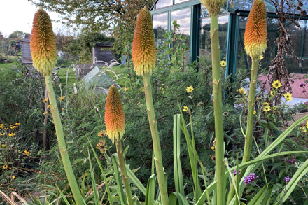Kniphofia Tysonii Cc A Gladman