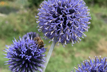 Allotments take centre stage for thriving new National Plant Collections