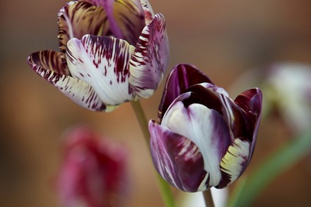 Tulipa 'Insulinde' Cc B Willoughby Dyer