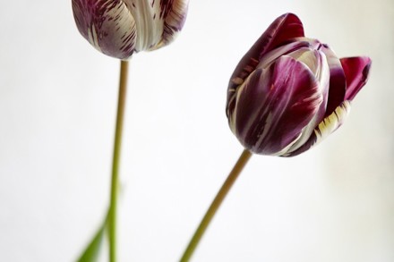 T. 'Insulinde' B Willoughby Dyer