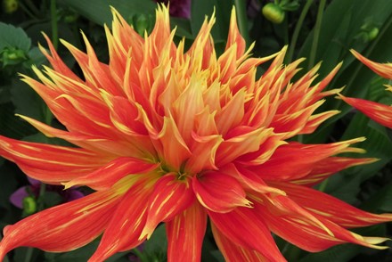 Cornwall’s famous Dahlia National Plant Collection safely relocated to a new home 