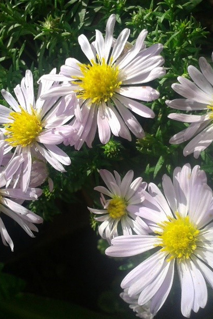 Asters 21 12 (1)