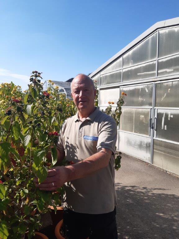 Martin Einchcomb at Hampton Court with some amazing standard Lantana in 2021