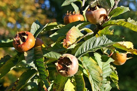 Mespilus Germanica Fruit ALT Cc J Steward