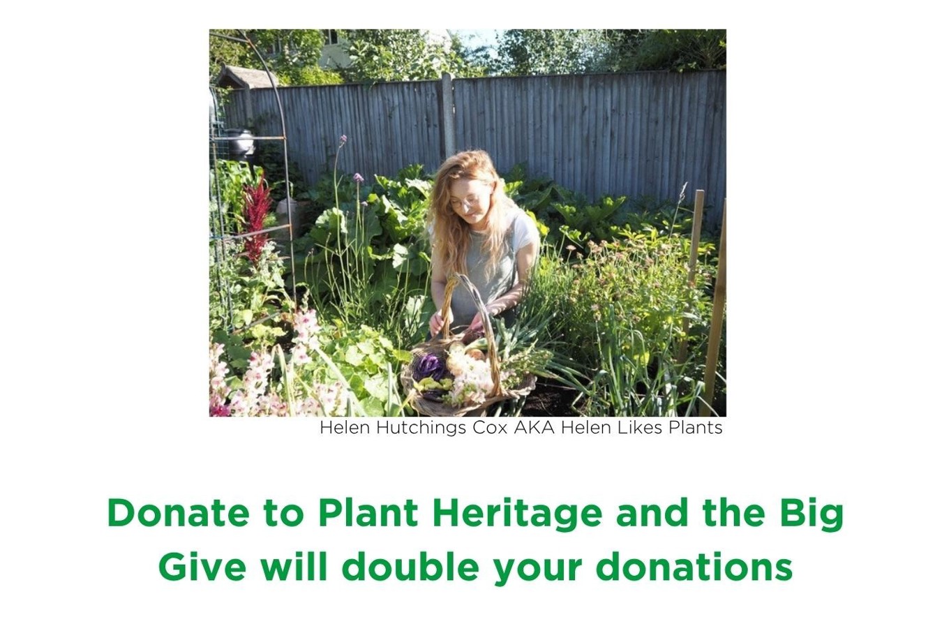 Big Give Poster Image