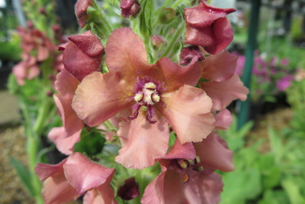 Gardeners called to adopt a pollinator-friendly plant group