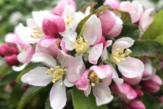 Malus 'Golden Hornet'
