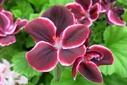 Plant Heritage had a record year in 2021 with 48 new National Plant Collections accredited