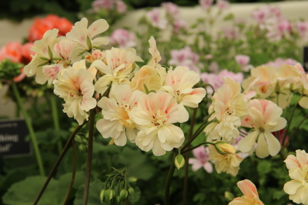 Pelargonium 'Rushmoor Amazon' (Rushmoor River Series) Zonartic Cc Plant Heritage Shows Image