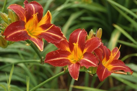 Hemerocallis 'Stafford'