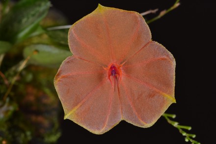 Lepanthes Telipogoniflora Cc A Koper