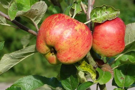 Devon Heritage Apples 'No Pip' ©RHS Richard Mulford