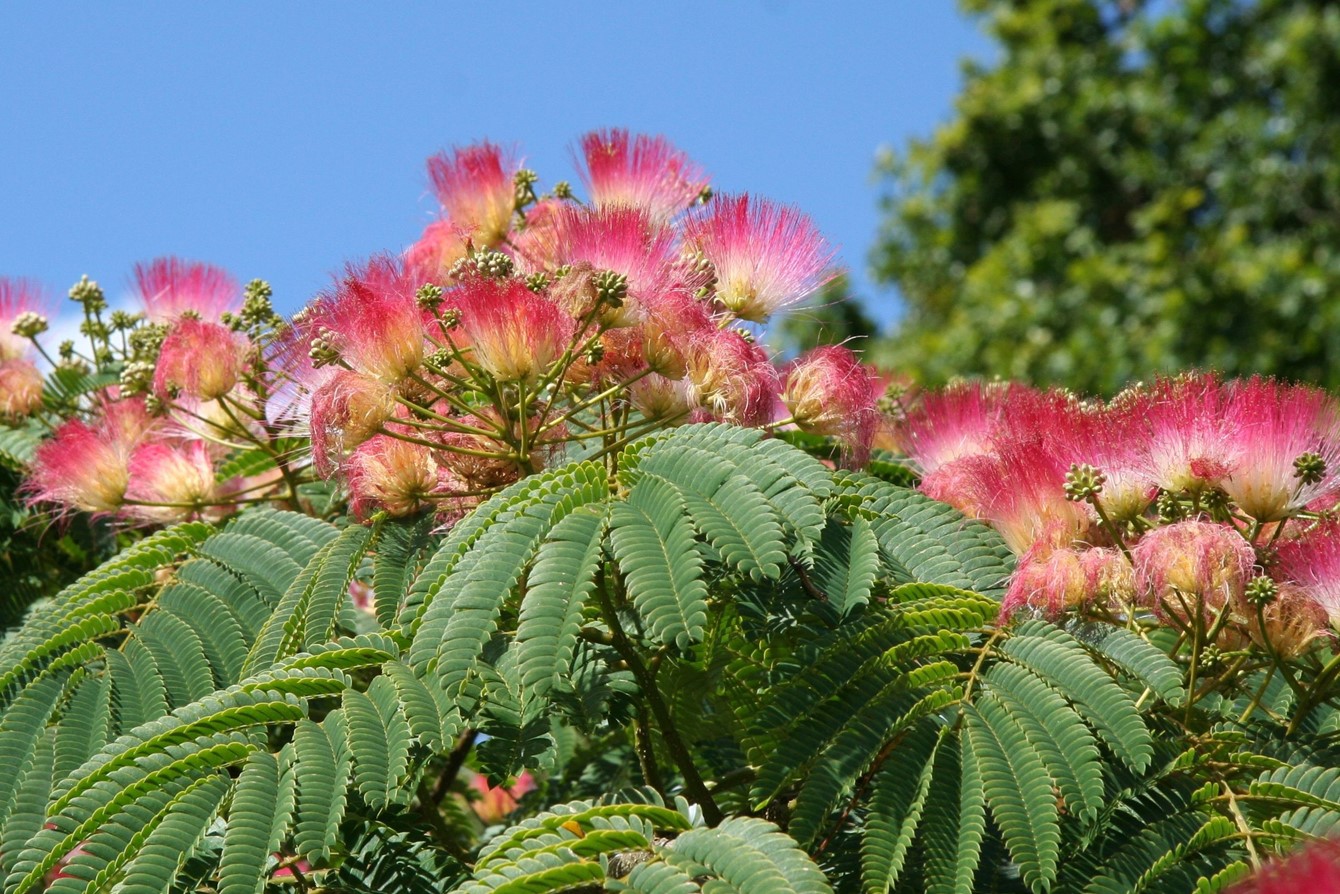 Albizia Julibrizzin F Rosea