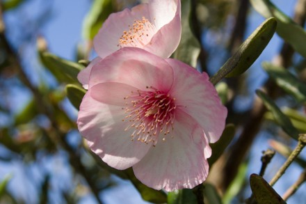 Eucryphia Lucida 'Pink Cloud' Cc Christopher Whitehouse Px1920