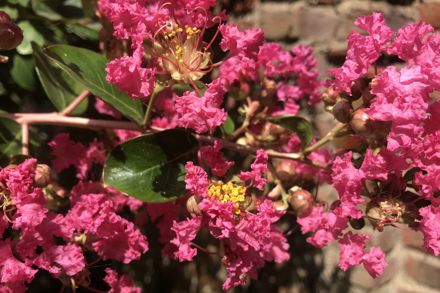 Lagerstroemia Indica Lab2 ALT
