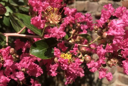 New spring tree National Plant Collections