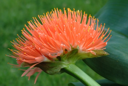 Two National Plant Collections awarded scientific status for outstanding contributions to research 