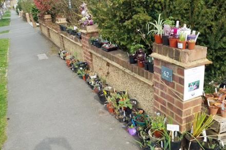 Claire Davitt Plant Sale March 2022