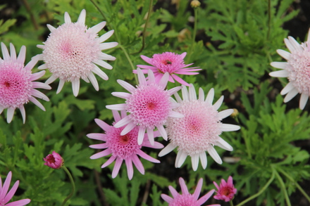 Argyranthemum 'Vancouver' Cc G Groombridge