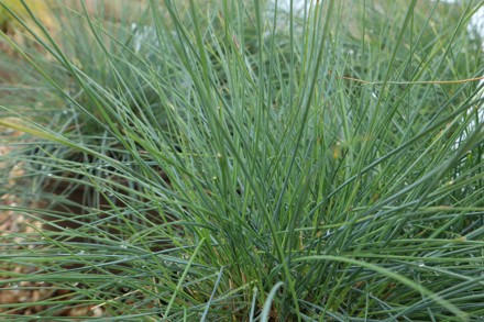 Festuca Glauca 'Elijah Blue' Cc Plant Heritage (GG)