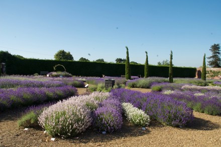 Lavandula Ccdownderry Nursery 1