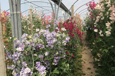 Roger Parsons Lathyrus Sweet Peas Cc Clare Hogan