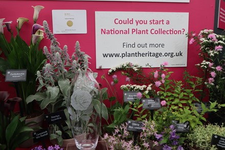 Plant Heritage wins two awards at RHS Chelsea Flower Show 2022
