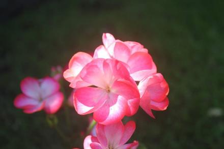 Wisley Plant Society Show 2022 Pelargonium 'Hollywood Star'