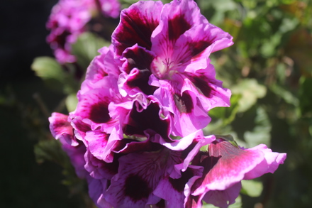 Wisley Plant Society Show 2022 Pelargonium 'Royal Suprise'