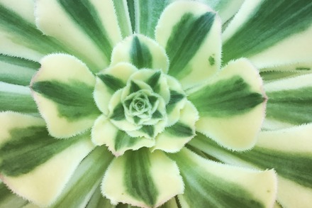 Aeonium 'Albovariegatum' Mellie Lewis Closeup