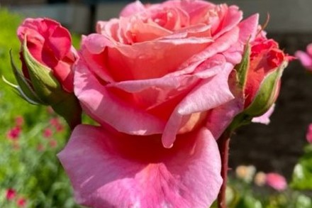 Rosa Sir Winston Churchill John Moore Crop