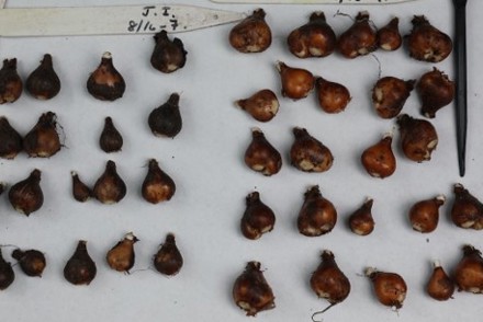 <p><em>Galanthus</em> results: John Innes on the left, peat-free on the right</p>