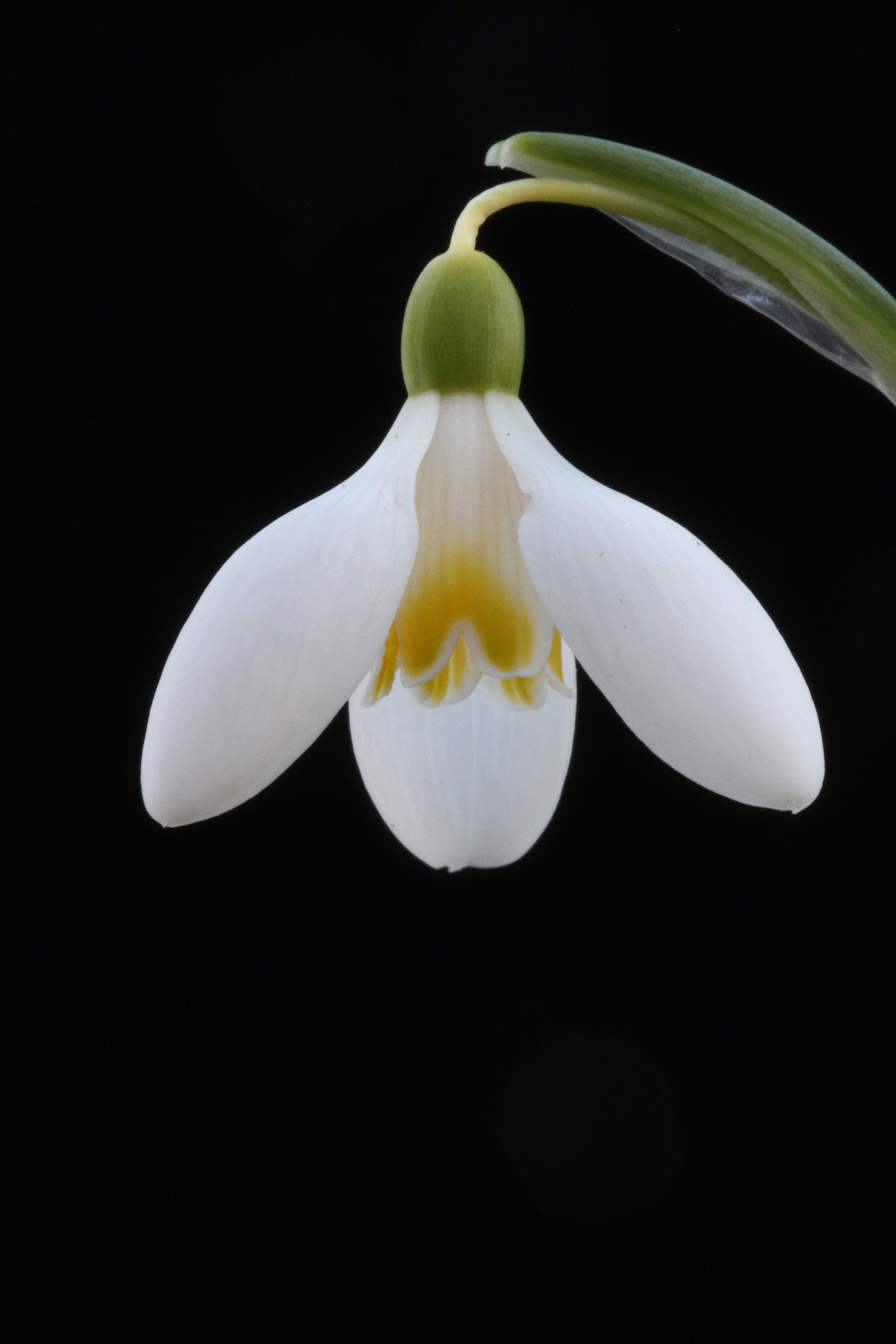 Galanthus 'Mother Goose' Credit Margaret & David MacLennan